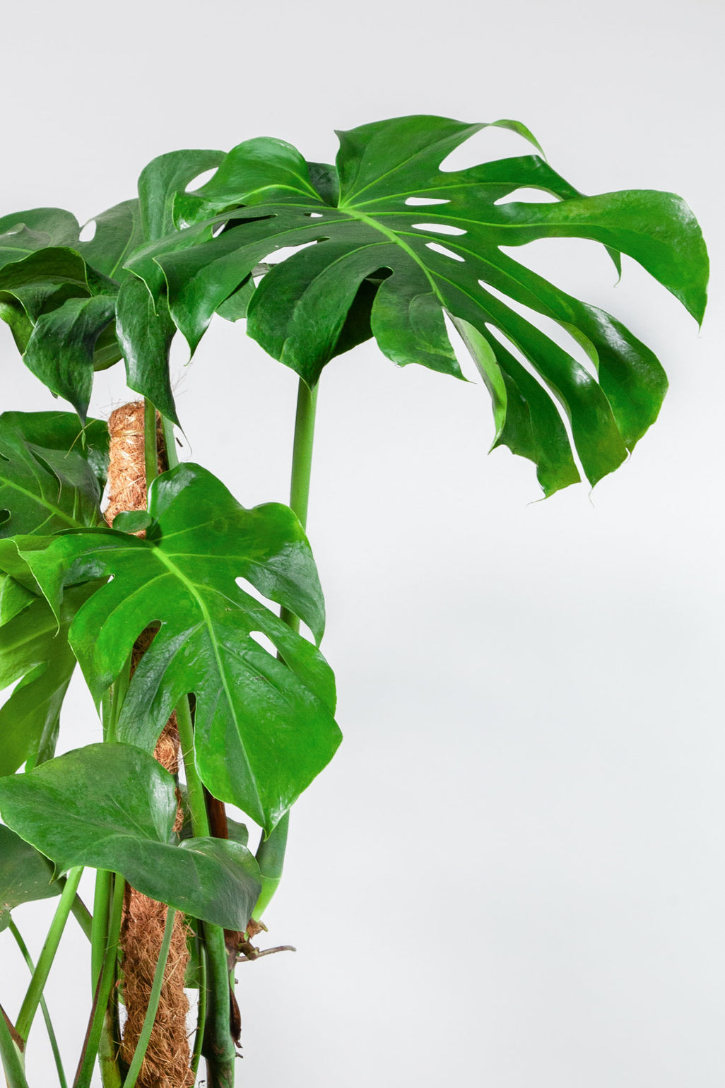 files/IndoorPlants-StudioShots13.11.2023-772.jpg